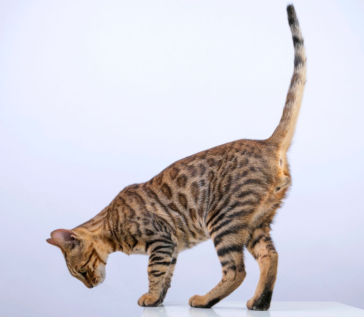 Бенгальская кошка котята