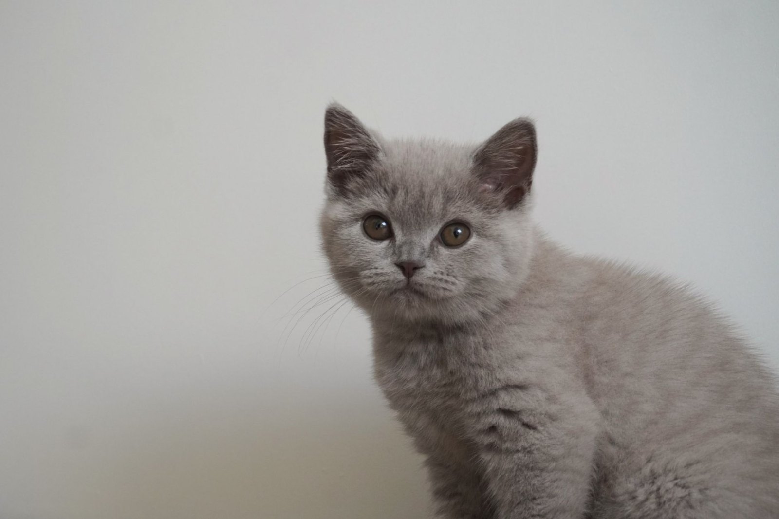 Британская короткошерстная котята