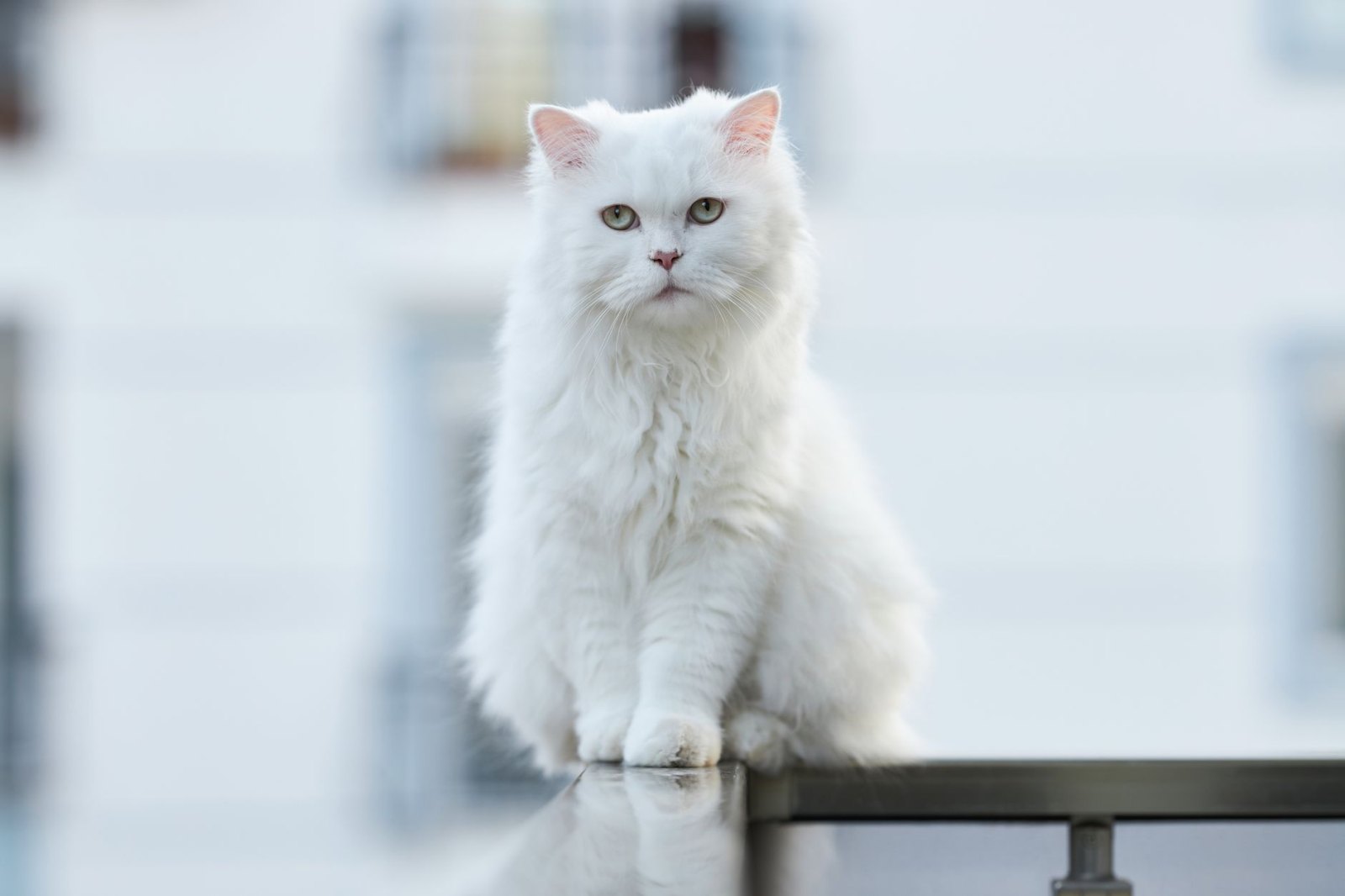 Персидская котята
