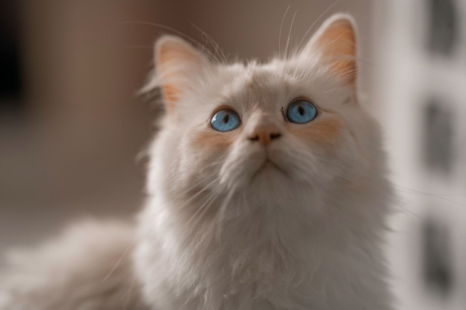 Рэгдолл котята