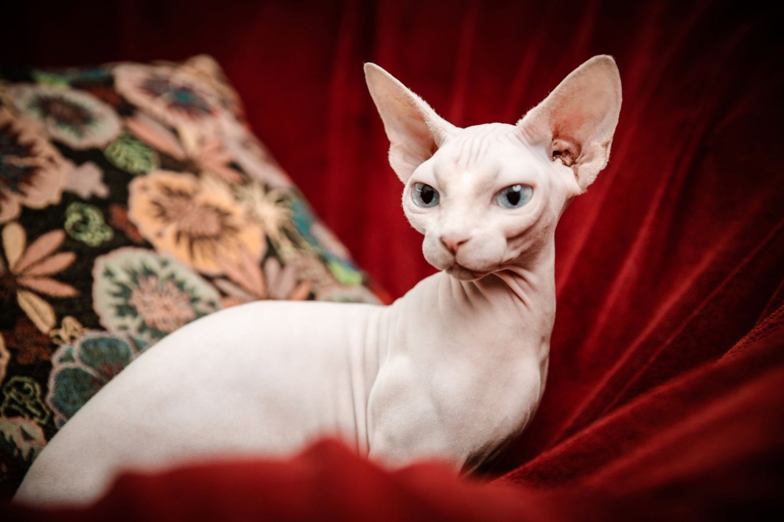 Сфинкс котята