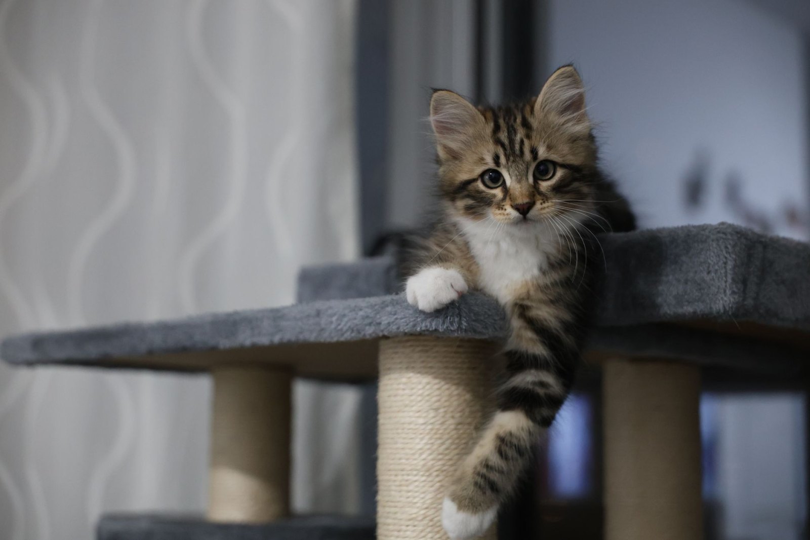 Котёнок Рыжик