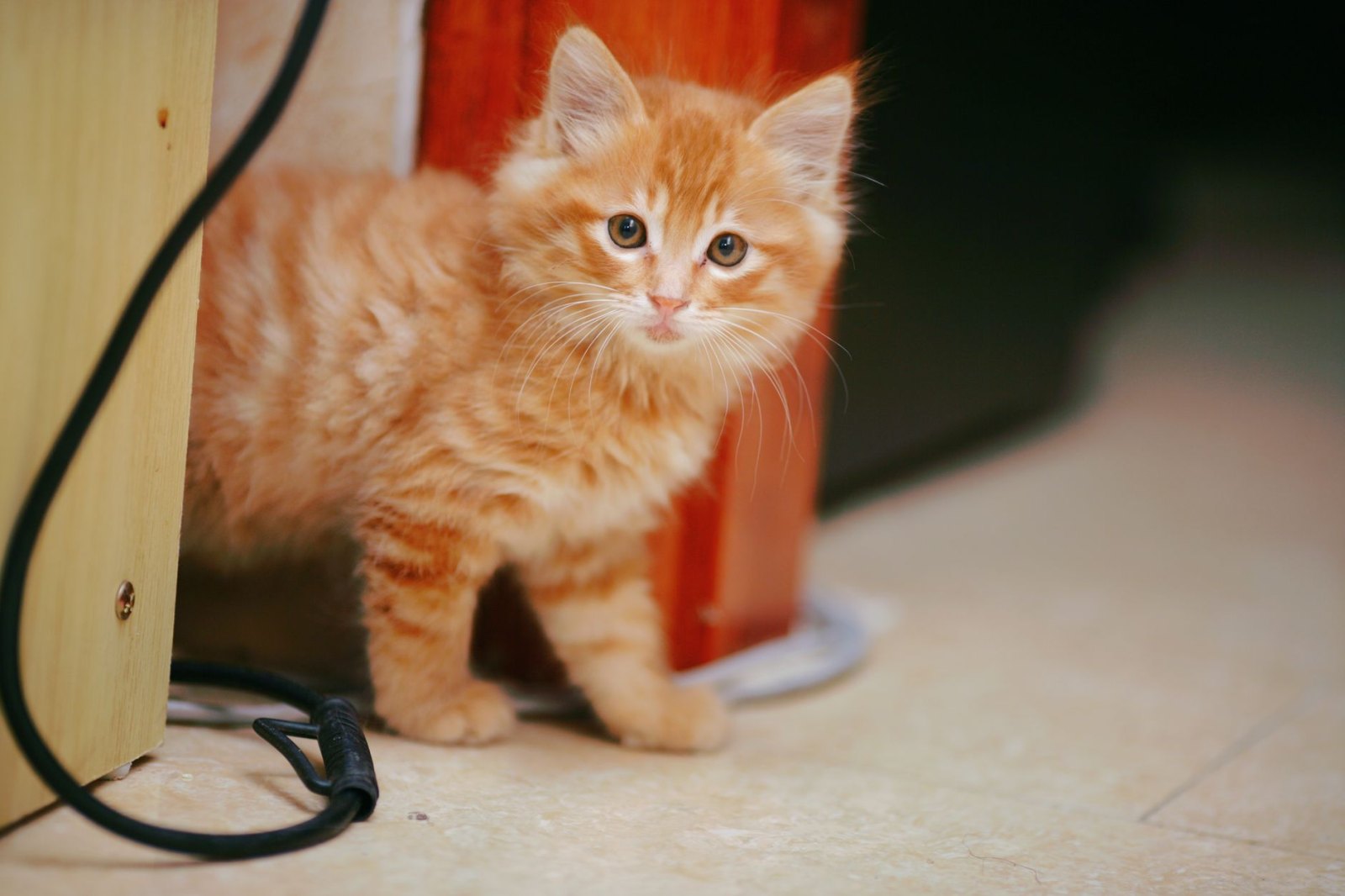 Котёнок Тигр