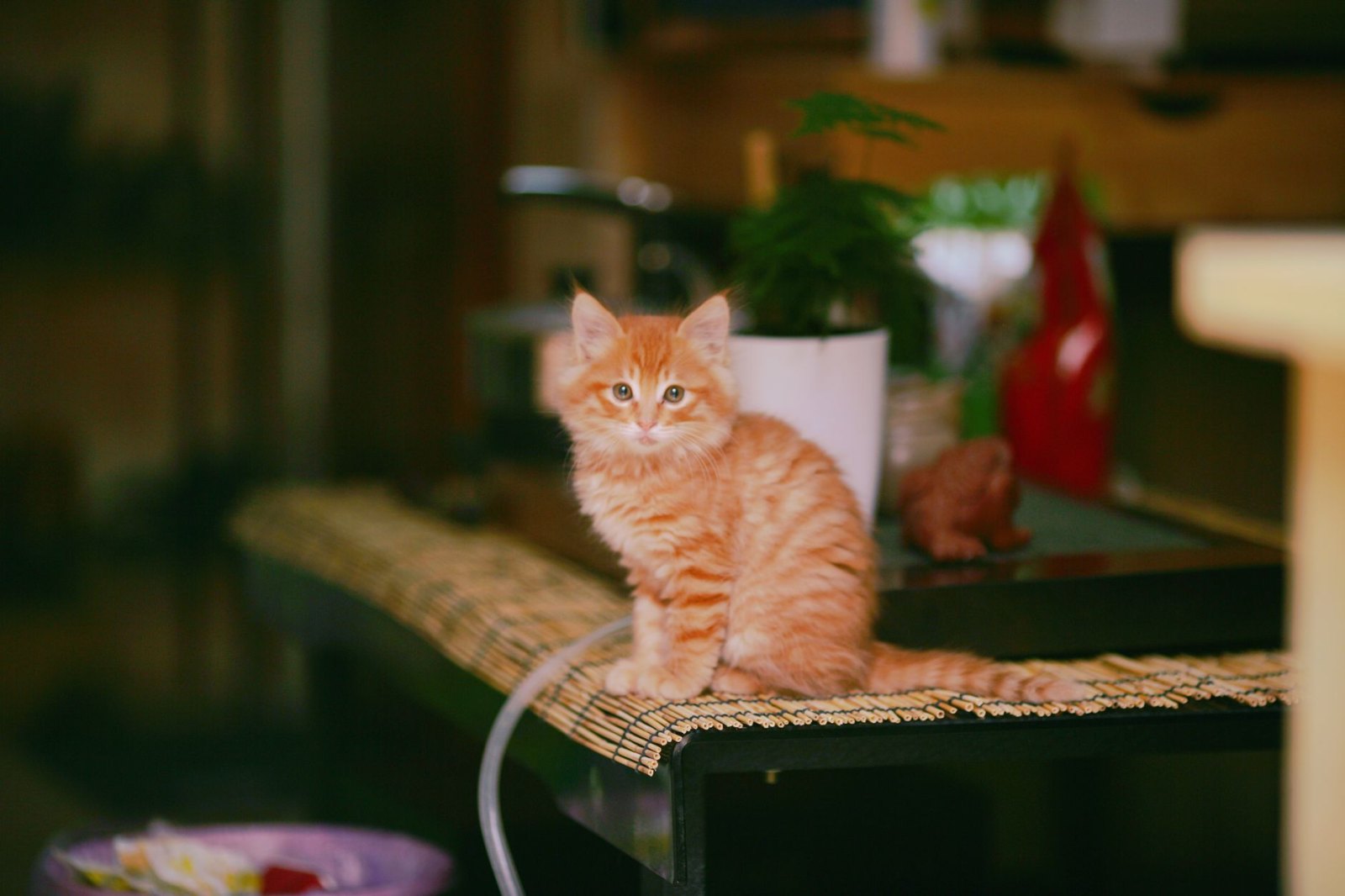 Котёнок Снежана