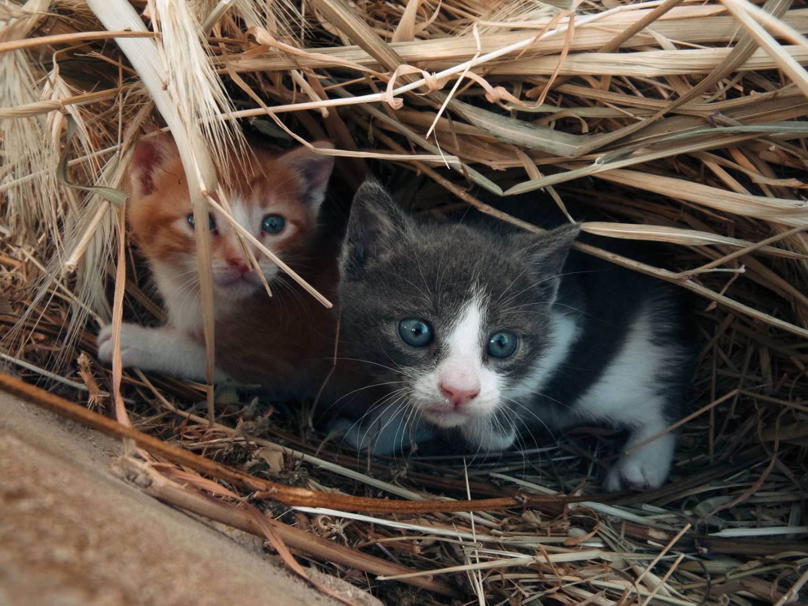 Котёнок Сирена