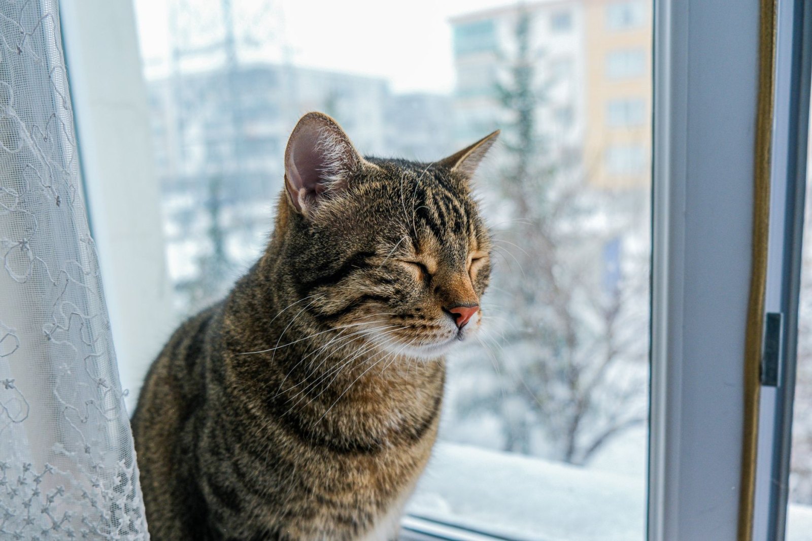 Котёнок Сфинкс
